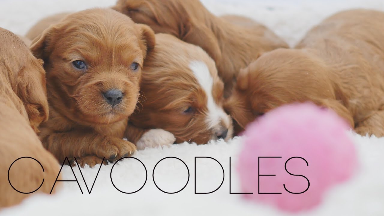 Chevromist Red Toy Cavoodle Puppies May 2015