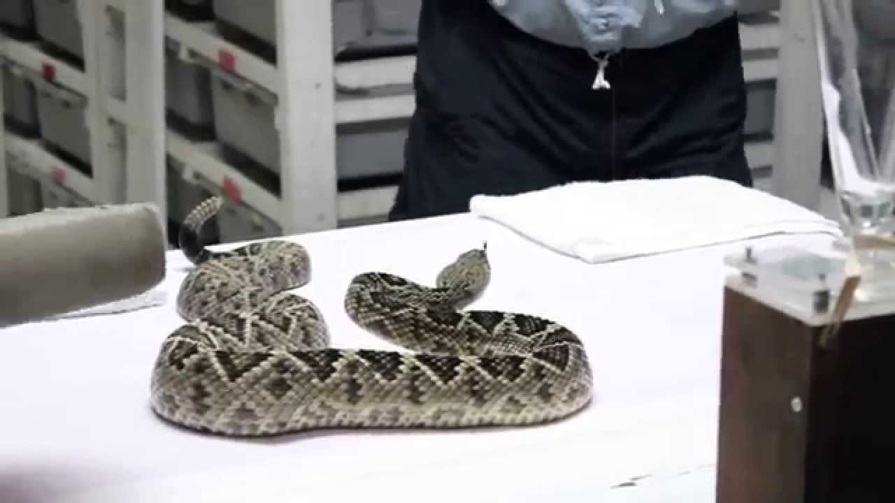 Venom Extraction: Eastern Diamondback Rattlesnake