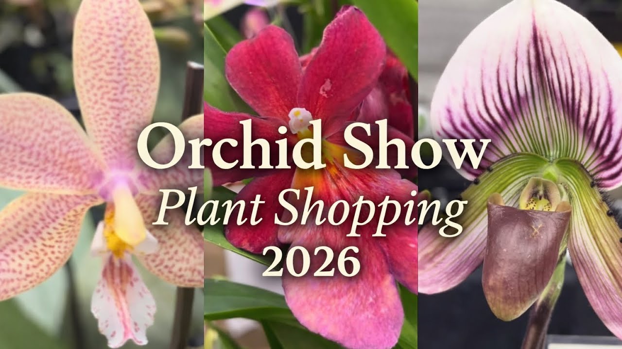 Hidden Gems Revealed at The Southern Ontario Orchid Society Show & Sale 2026 | Plant Shopping 