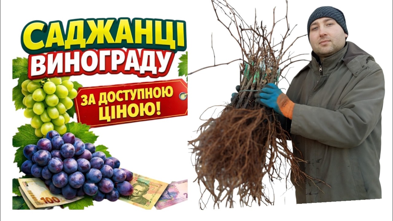 Каталог винограду весна 2026р
