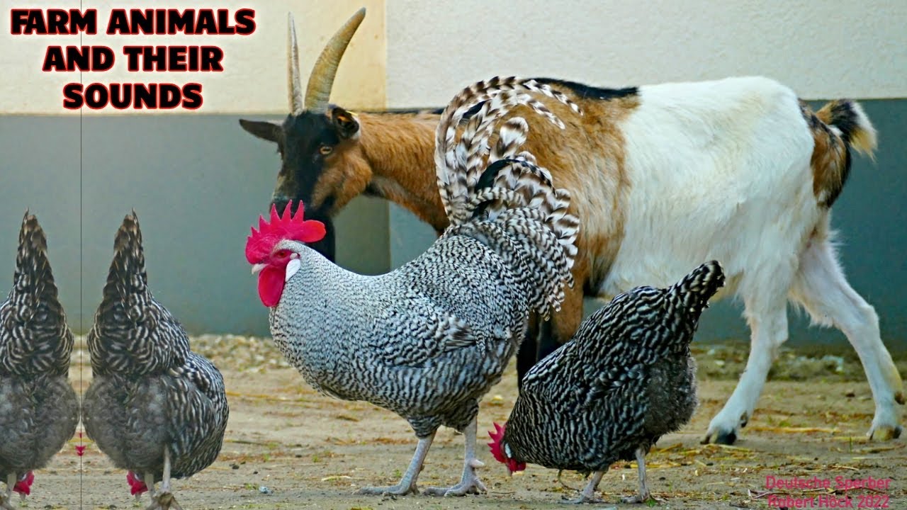 FOR KIDS: Pure farm animal sounds without disturbing music! From cow mooing to chicken clucking
