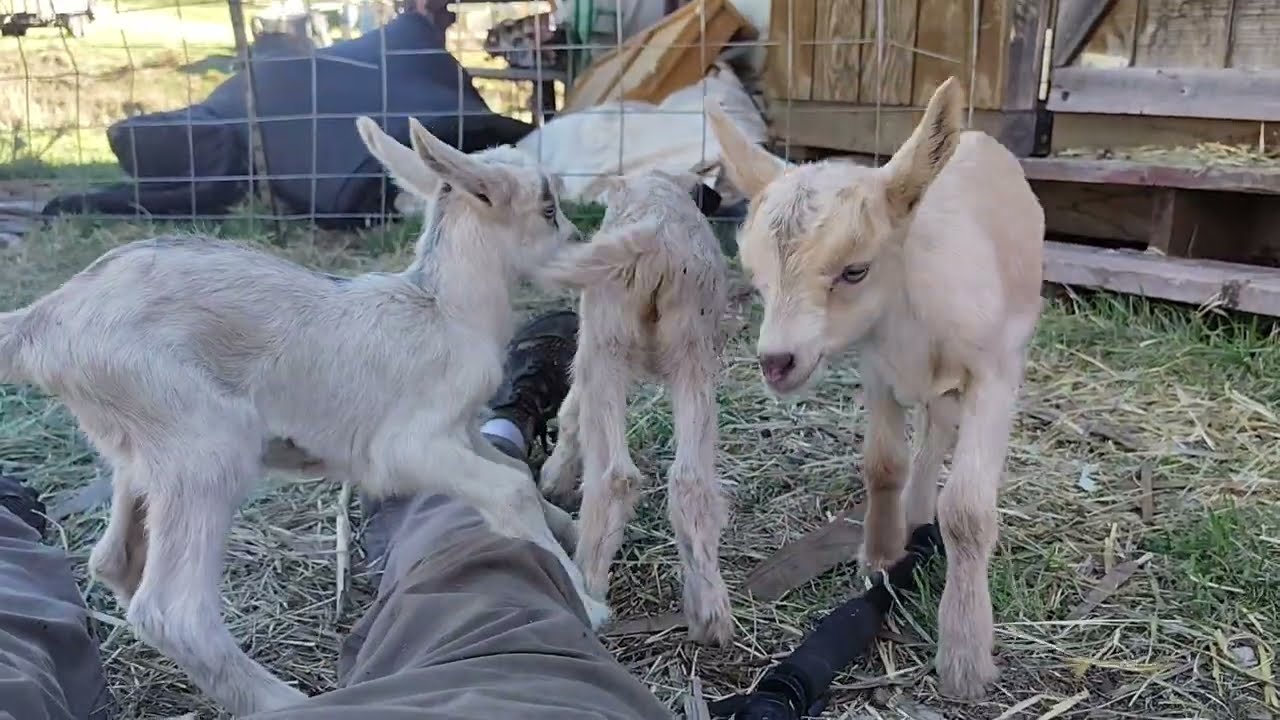 Coolest way to bond with your baby Pack Goats