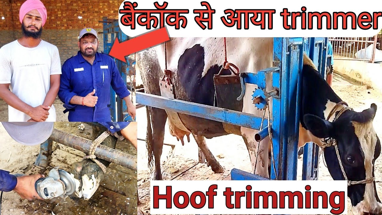 Hoof trimming for cow। Management and treatment of cow। veer dairy farm। Punjab।