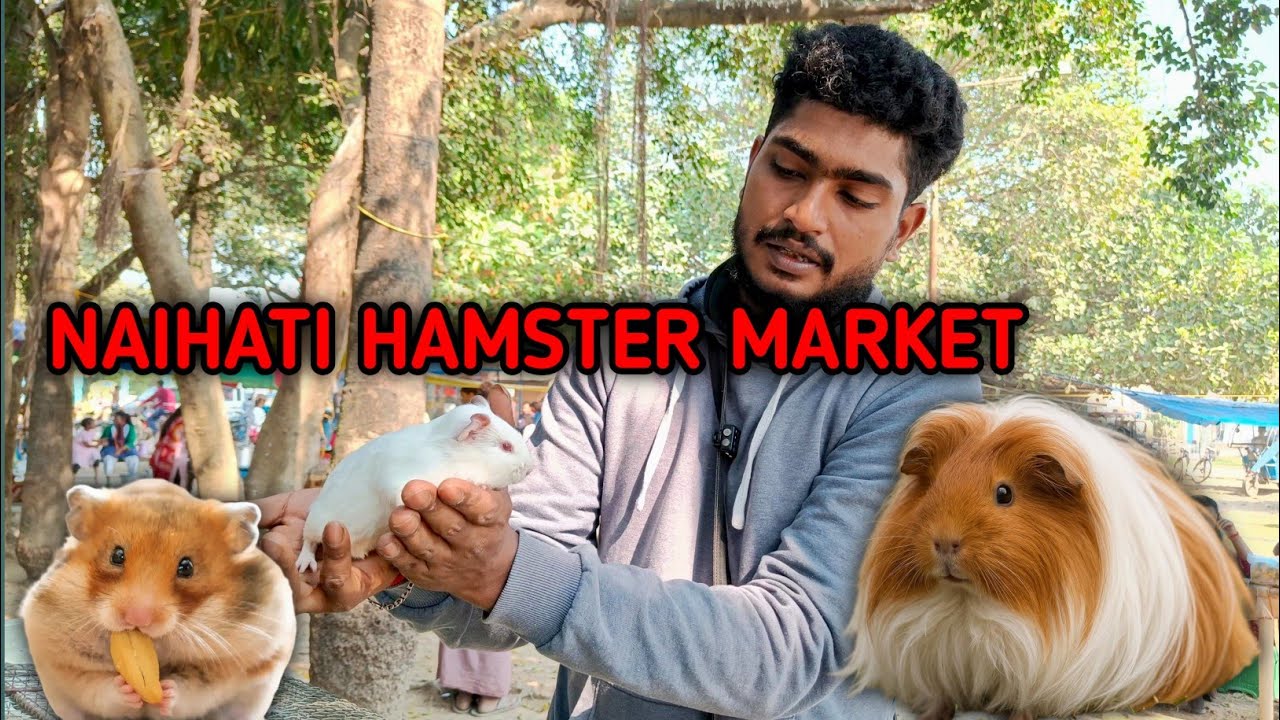 Hamster Price In Kolkata 2025 | Hamster,Mice, guinea pig, Rabbit Price Update Naihati Pet Market 
