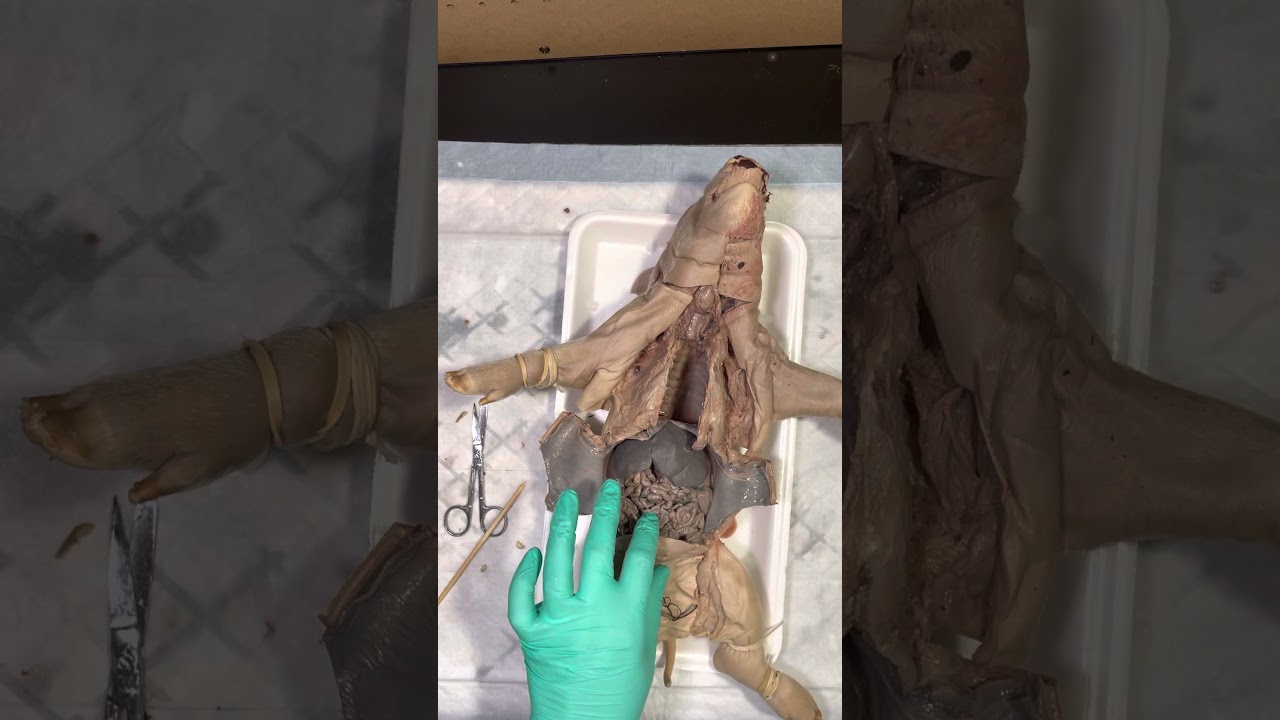 Snyder- A&P I Fetal Pig Dissection (Digestive System)