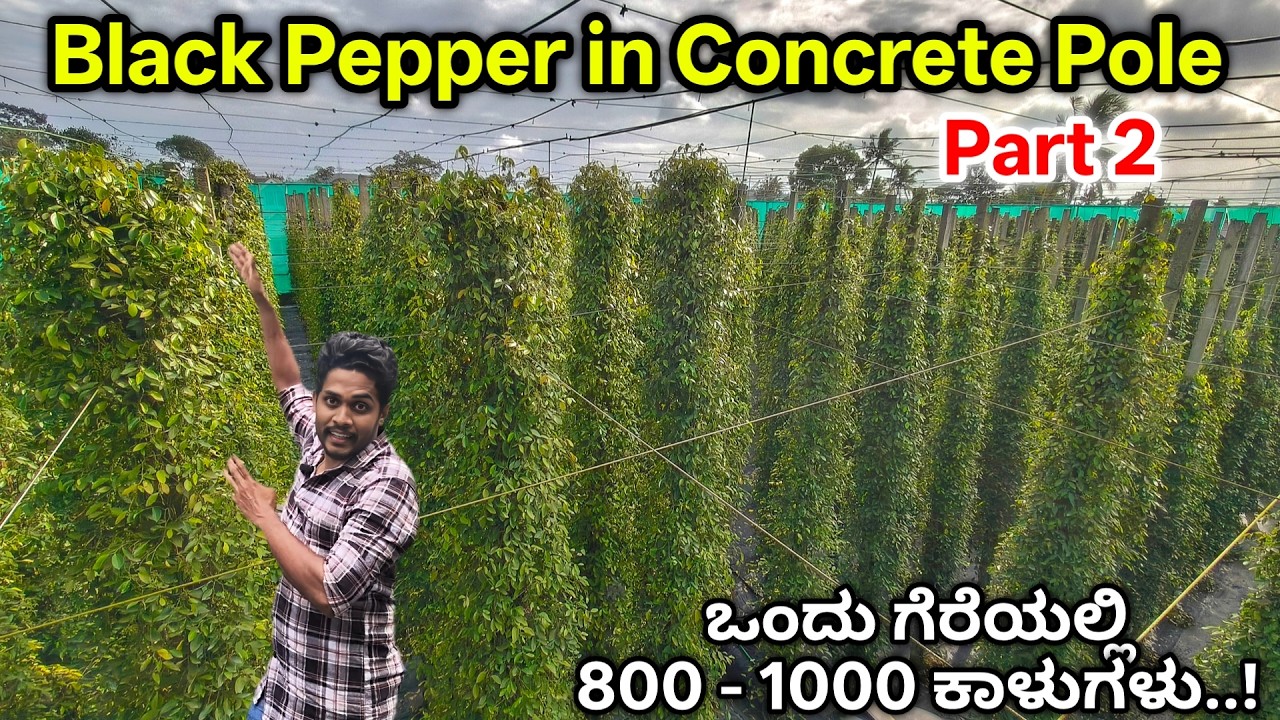 ಪೇಟೆಂಟ್ ಇರುವ ರಾಷ್ಟ್ರಪ್ರಶಸ್ತಿ ವಿಜೇತ ಕಾಳುಮೆಣಸು ತಳಿ..! ಕಾಂಕ್ರೀಟ್ ಕಂಬಗಳಲ್ಲಿ ವಿಶೇಷ ತಳಿ ಕಾಳುಮೆಣಸು ಕೃಷಿ.