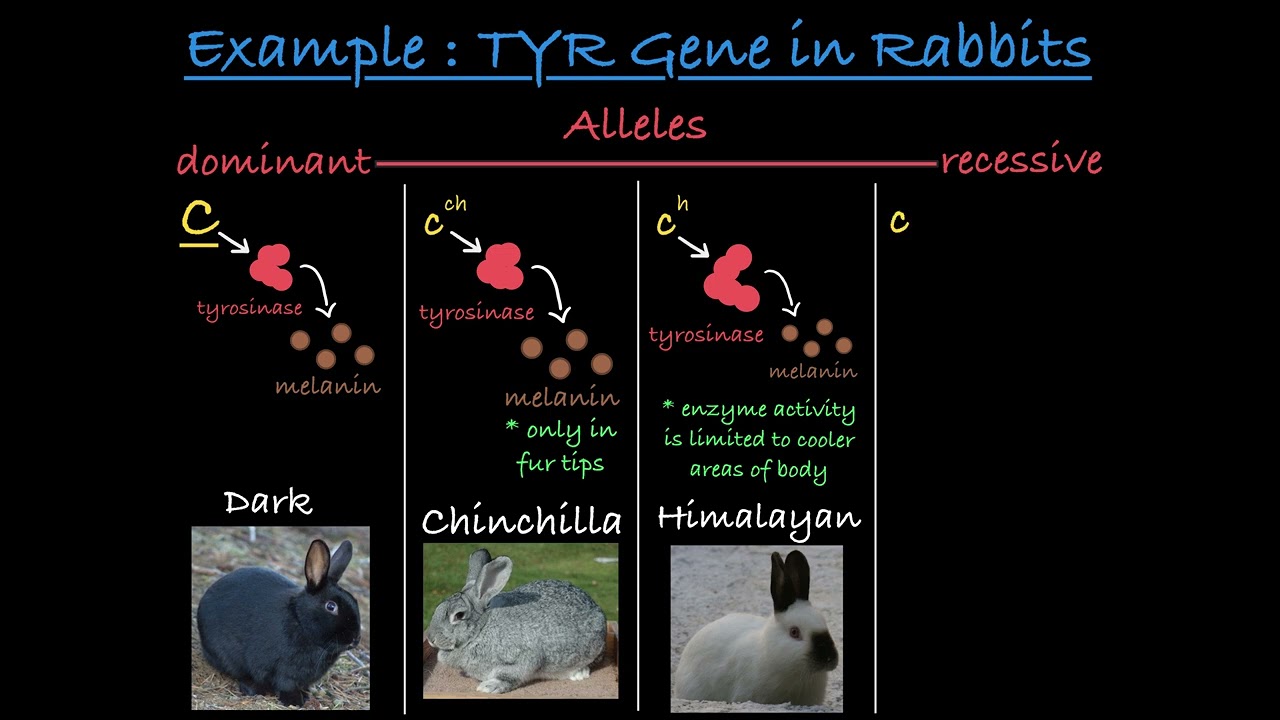Multiple Alleles Explained