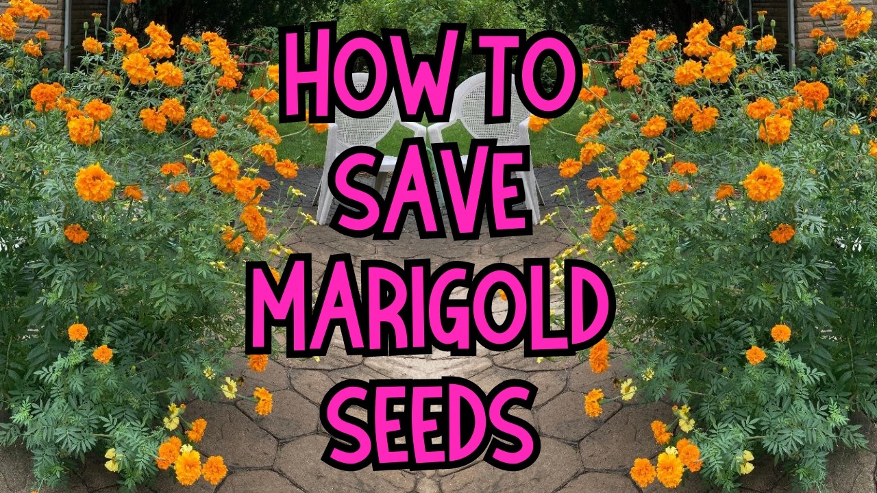 Seed Saving: Harvesting, drying, storing and saving MARIGOLD seeds. #seedsaving #marigolds