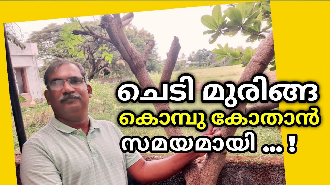 🌱 ചെടി മുരിങ്ങ കൊമ്പ് കോതി വളപ്രയോഗം ചെയ്യാൻ സമയമായി 🌱 | How to Prune Moringa Trees | Krishi Tips
