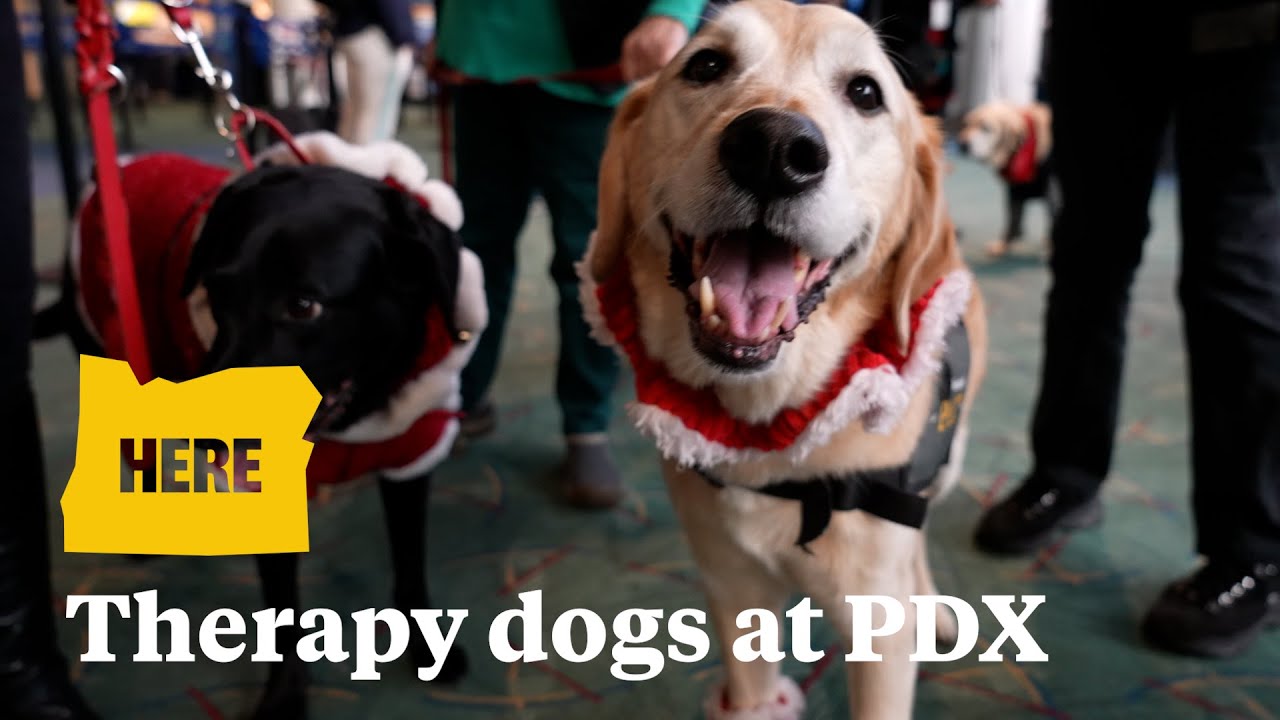 Therapy dogs visit Portland airport for the holidays