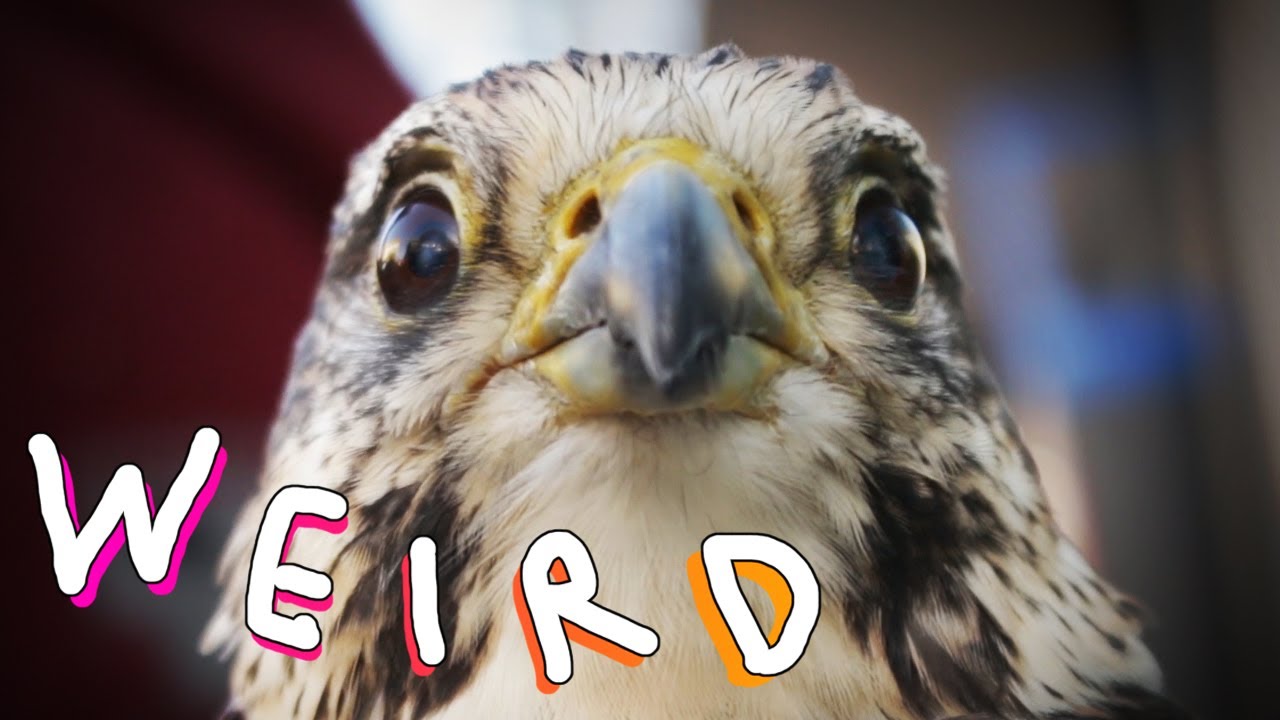 Weird Side - Paul and Daffy - Omnivibes