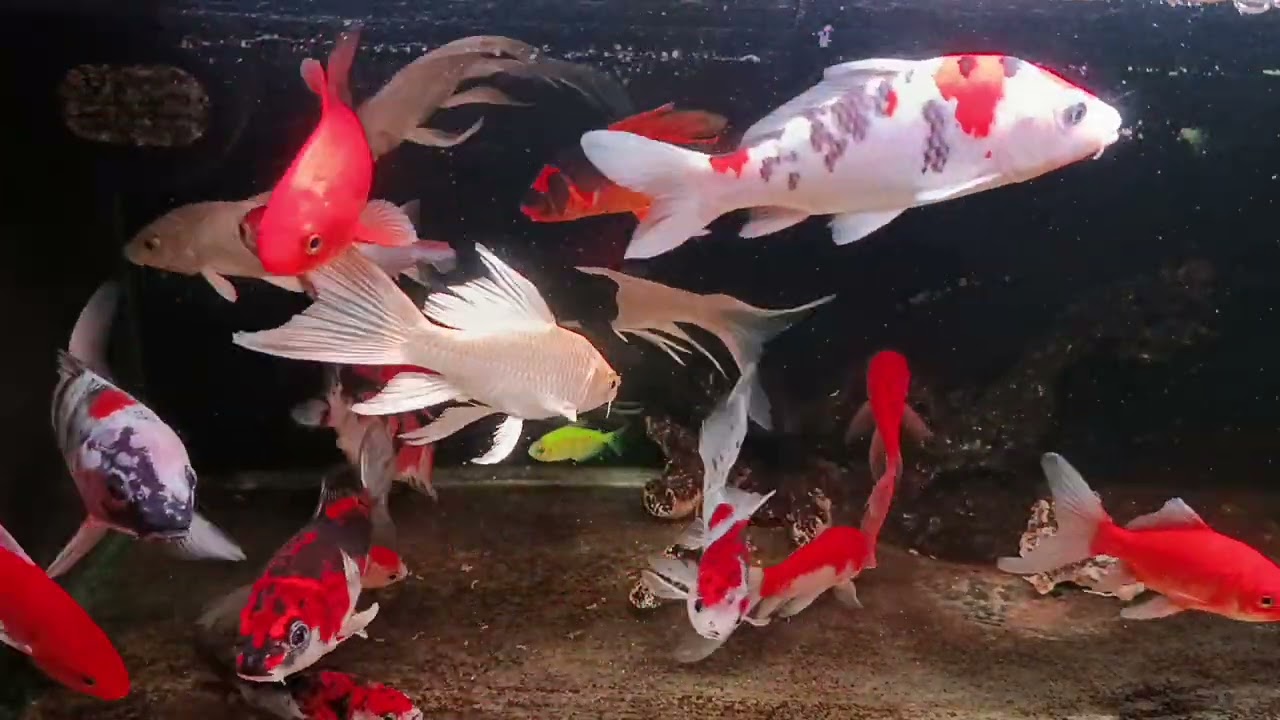 Unboxing Ikan Hias Warna Warni, Ikan Mas Koki, Ikan Oscar, Ikan Cupang, Ikan Lele, Ikan Glofish