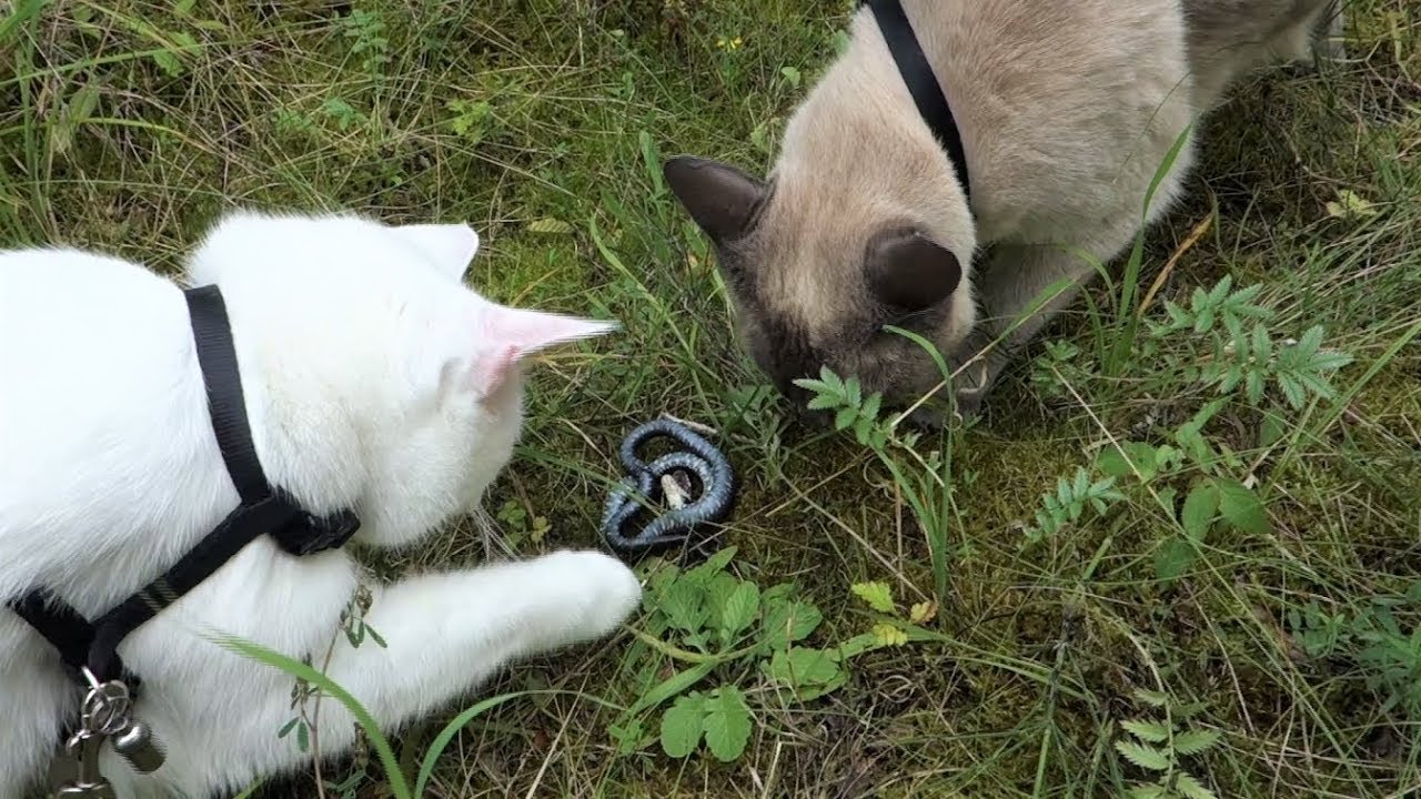 Anleitung: Katzen-Training mit Leine Teil 3: Pro/Contra von Gassi-Orten & Gründe für Misserfolge