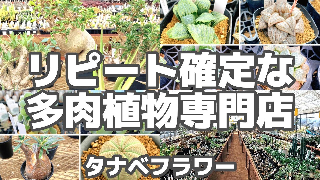 【塊根、ハオ、多肉】行ったら必ず買うリピート確定な多肉植物専門店【タナベフラワー】