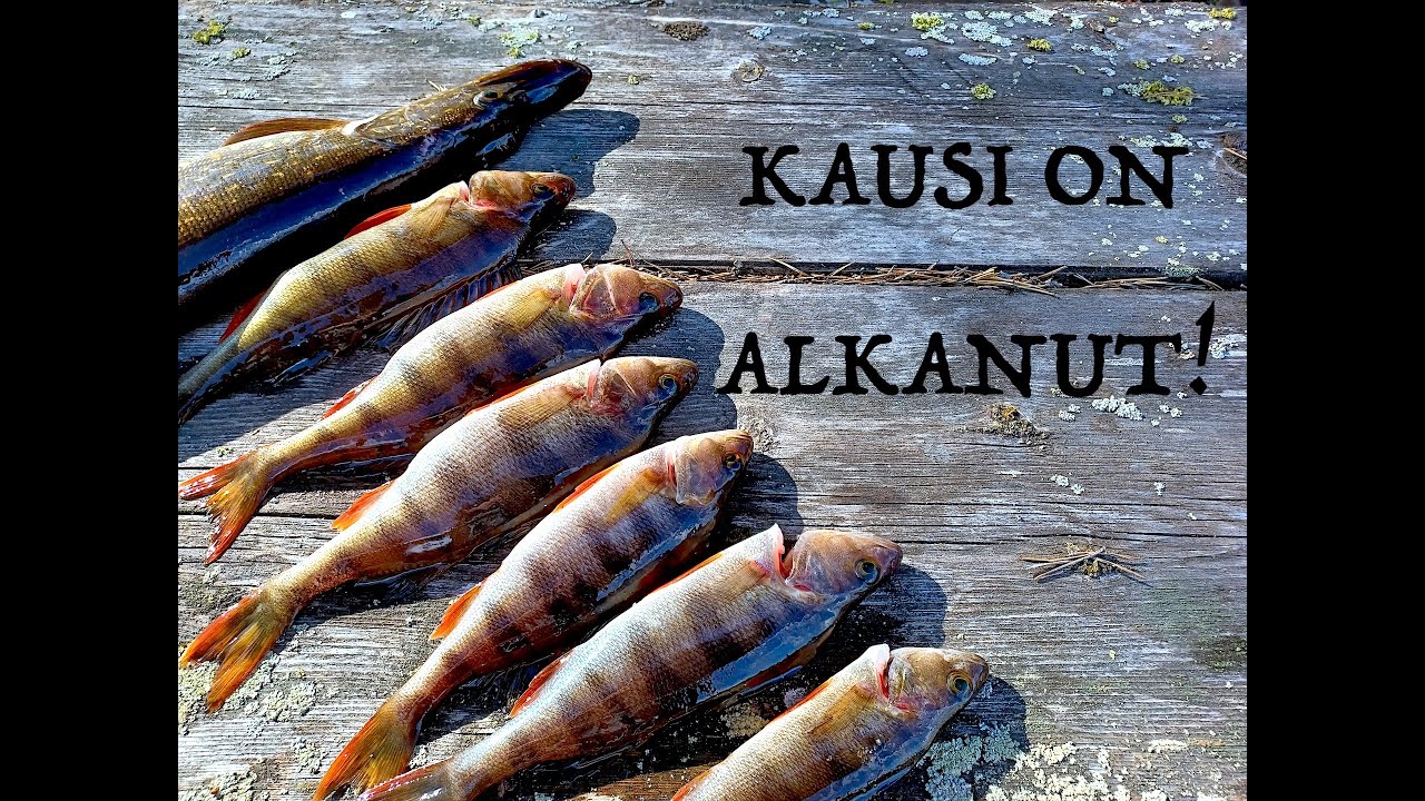 KALASTUSKAUDEN ALOITUS VERKKOPYYNNILLÄ - AHVENTA JA HAUKEA HAKUSESSA