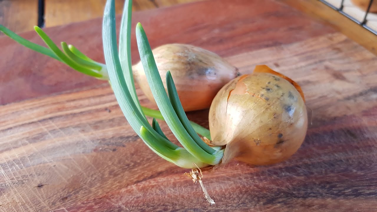 GIFTIG ???? Kann man Zwiebeln noch essen wenn sie gekeimt sind ????