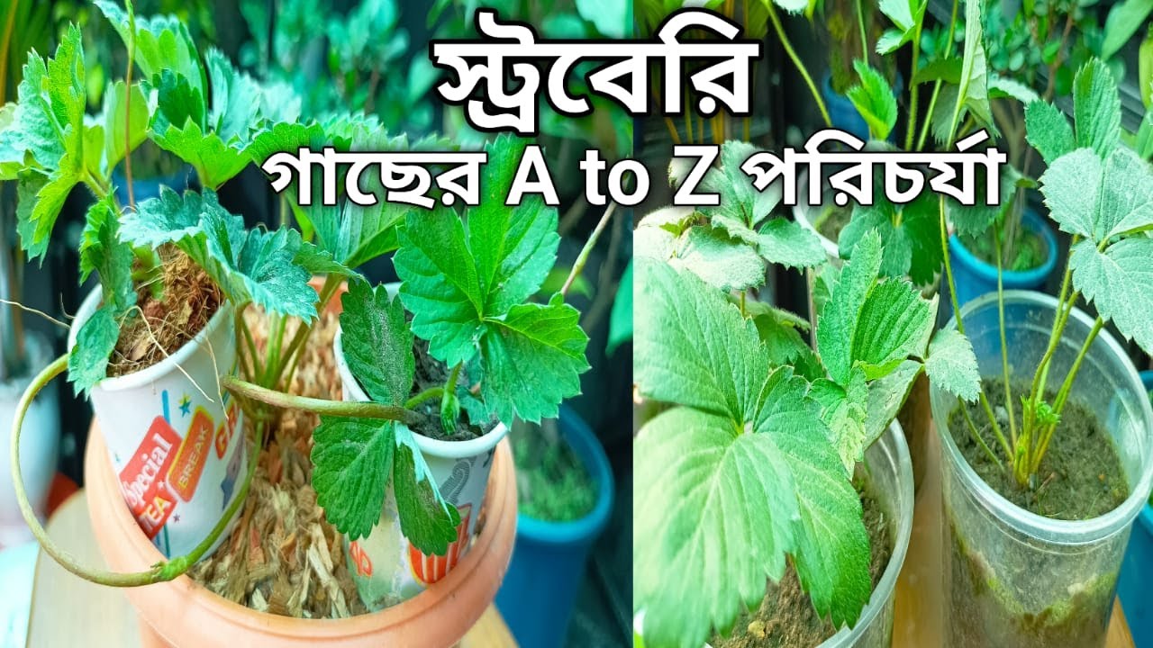 স্ট্রবেরি গাছের সম্পূর্ণ পরিচর্যা ও তার চারা তৈরি।। #strawberry #gardenscape