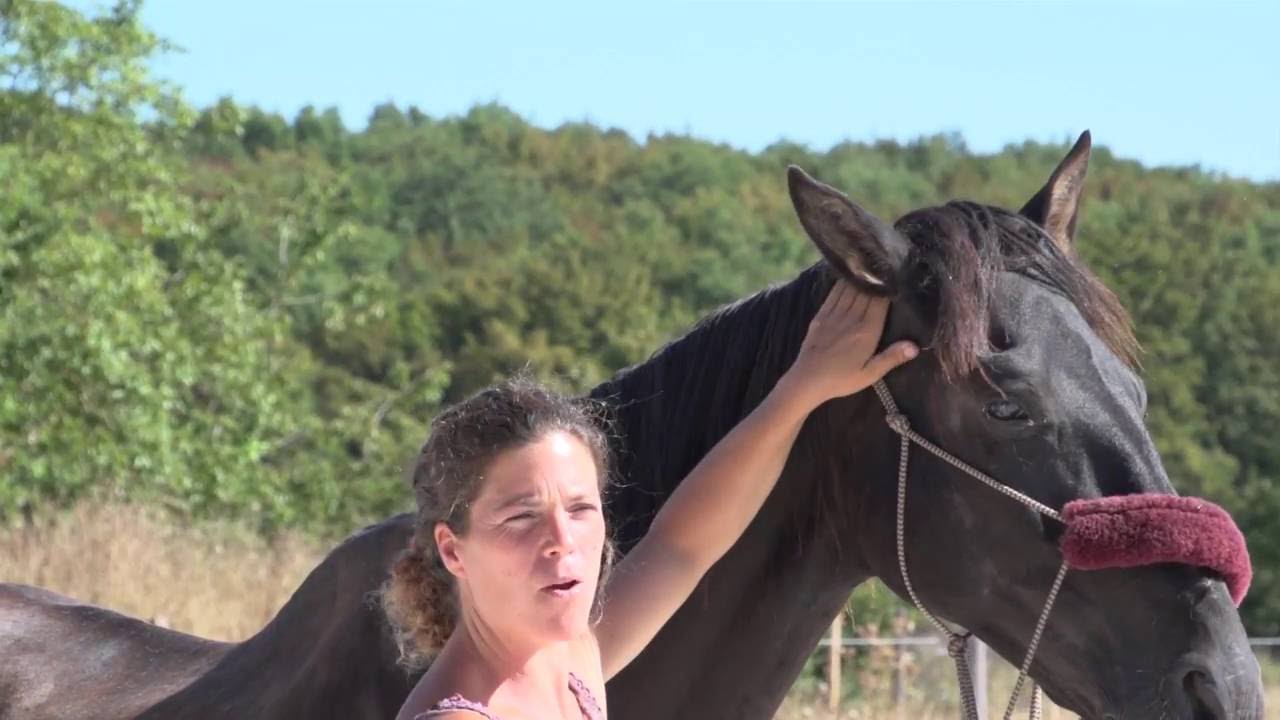 Hidalgo   Rééducation en éthologie d'un cheval maltraité