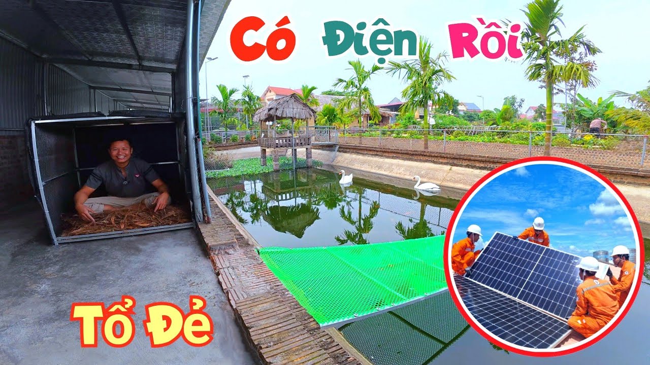 Làm Xong Tổ Đẻ Cho Thiên Nga Và Điện Mặt Trời Đã Dùng Được Quá Mạnh / Quế Nghịch