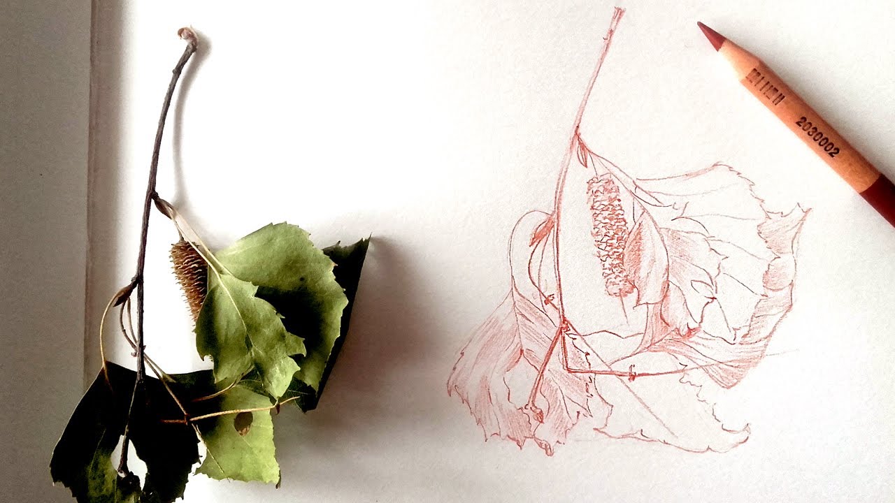 Sketching Birch fruits and leaves