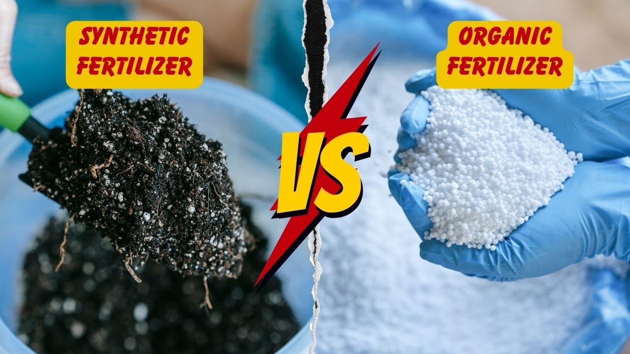 Synthetic Vs Organic Fertilizer: Which One Is Better?