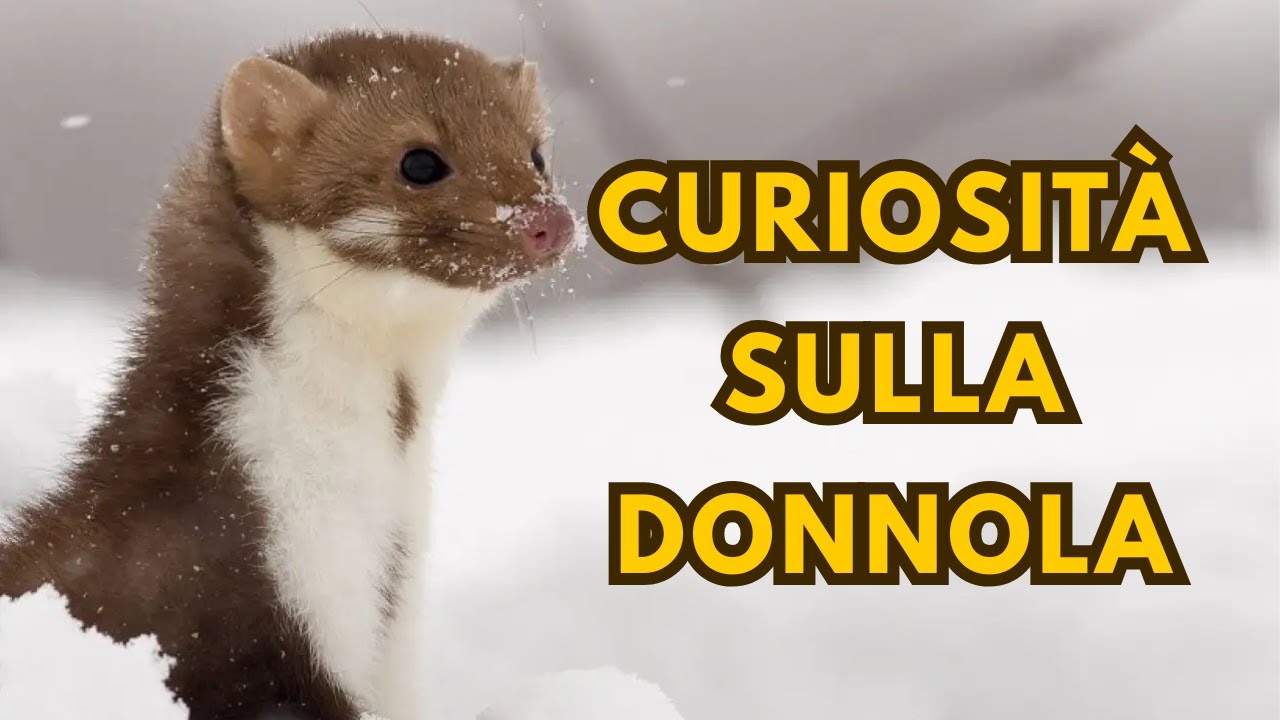Curiosità sulla Donnola: Il Piccolo Predatore Astuto! 🐾✨