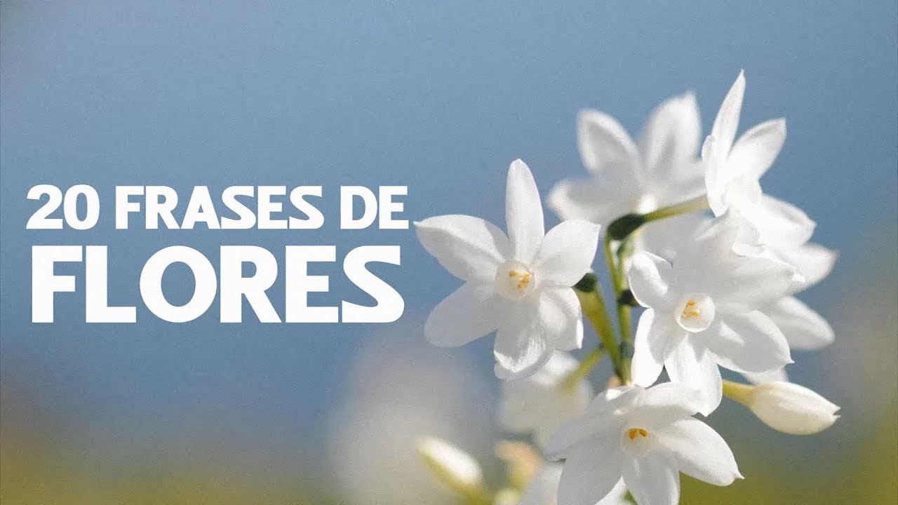 20 Frases de Flores 🌸 | Belleza natural e inspiradora