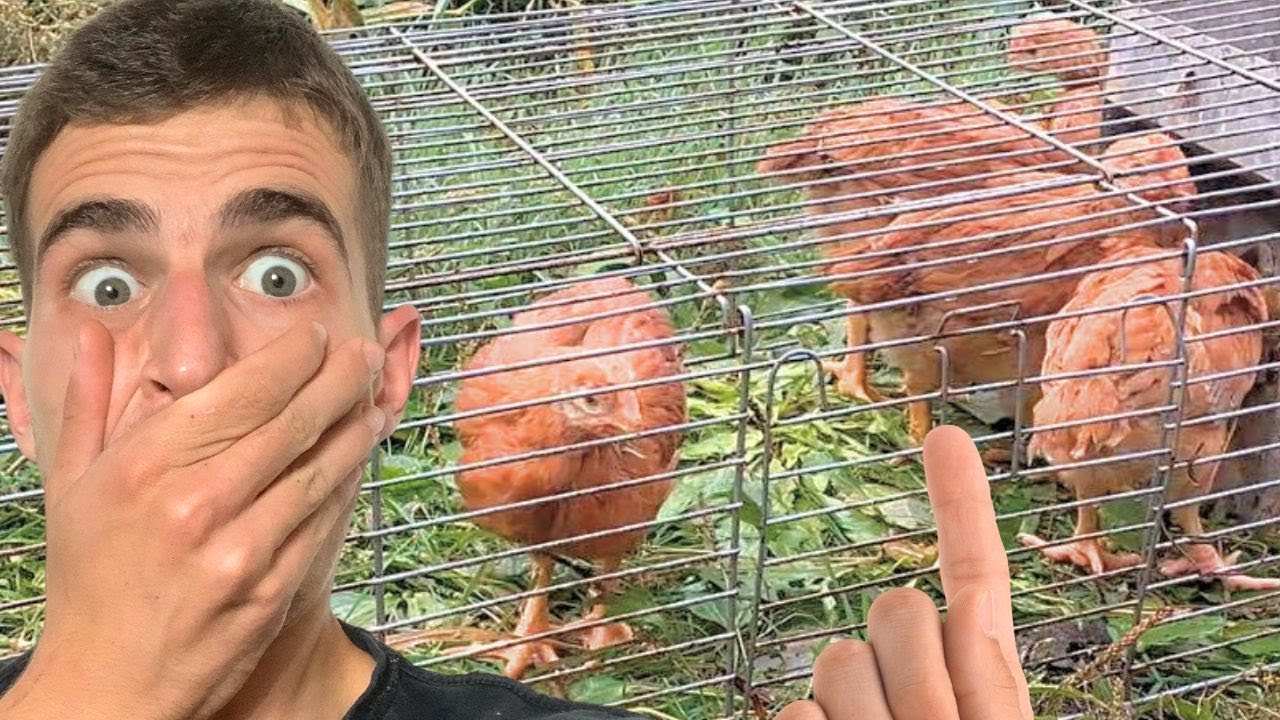 Como Criar Pollos De Engorde En Casa Para Autoconsumo Con Agricultura Regenerativa