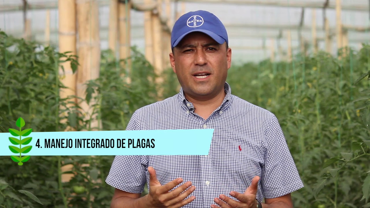 Las cinco claves de &eacute;xito en un cultivo de Tomate
