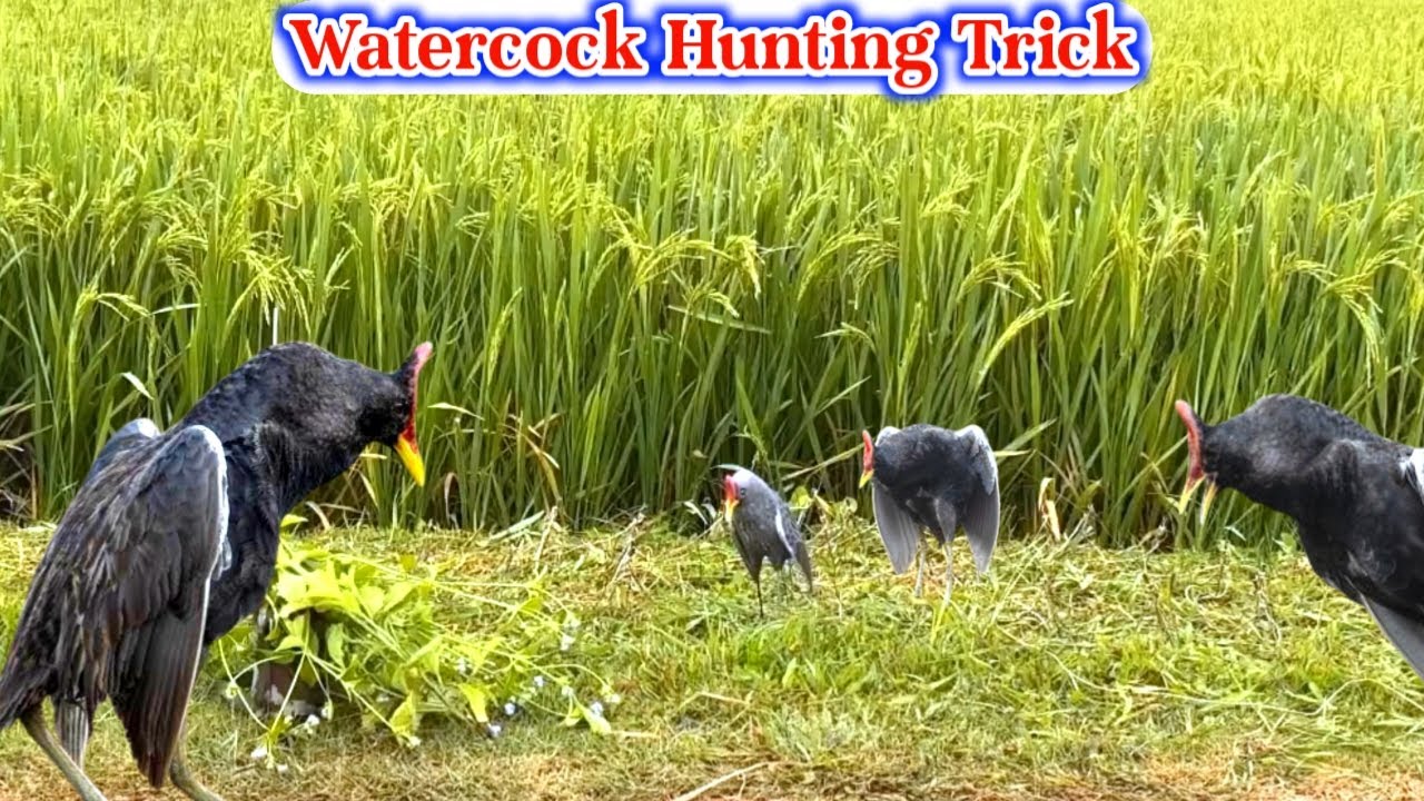 Unbelievable Bird Trap Technique You’ve Never Seen Before! #The_Bird_Kingdom