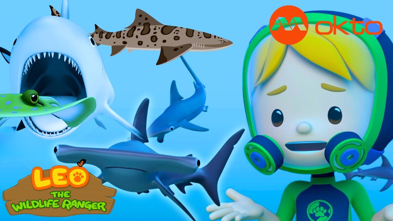 Help the Hammerhead Sharks? They are SCARY! 🦈 | Leo Compilation | @mediacorpokto