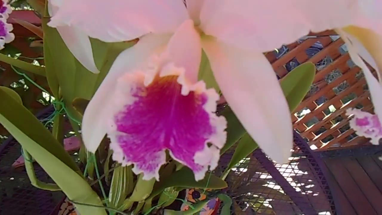 Cattleya mossiae