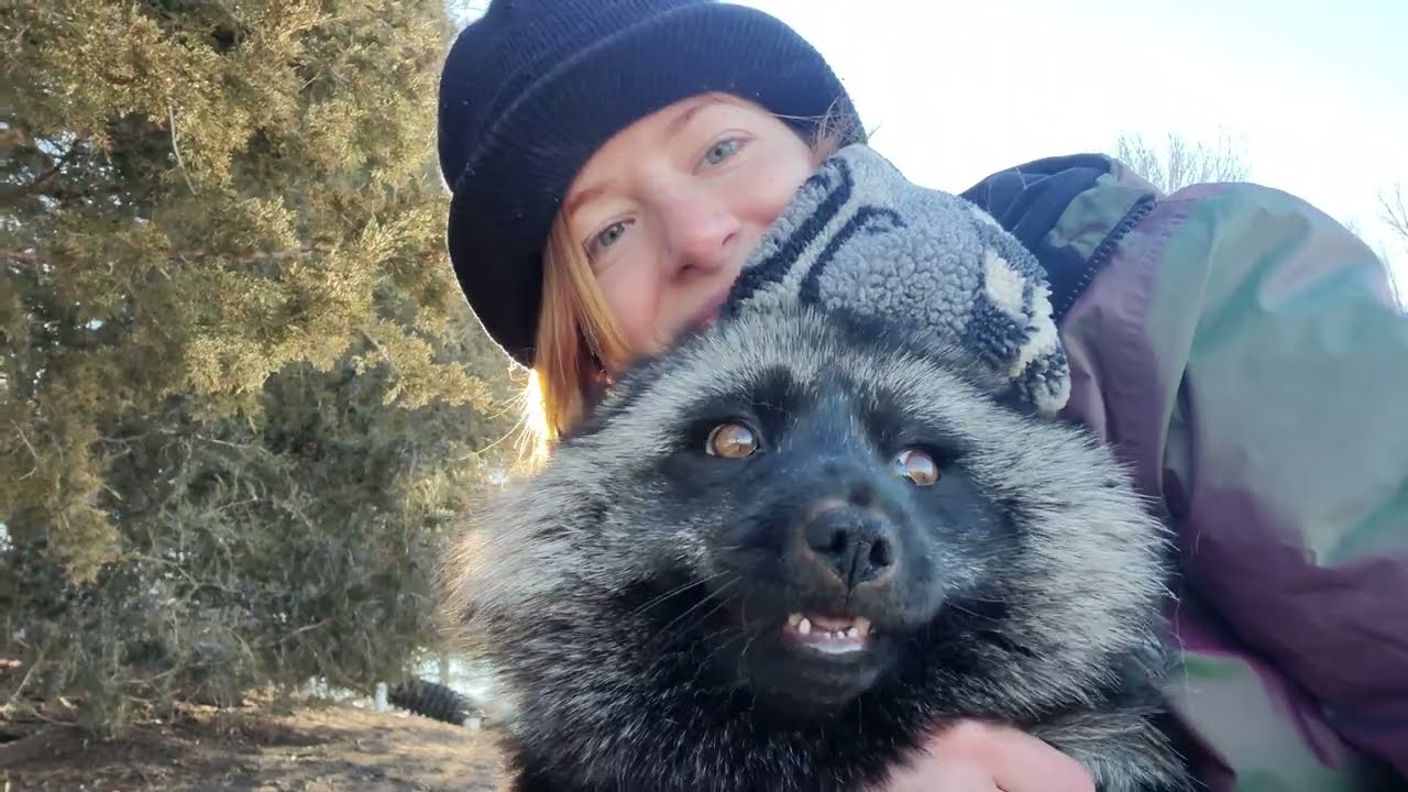 These foxes love their human
