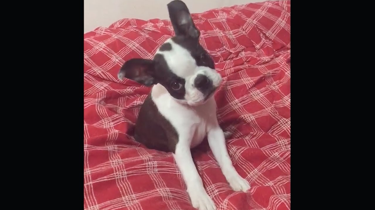 Пробуждение | Реклама Freshpet :30