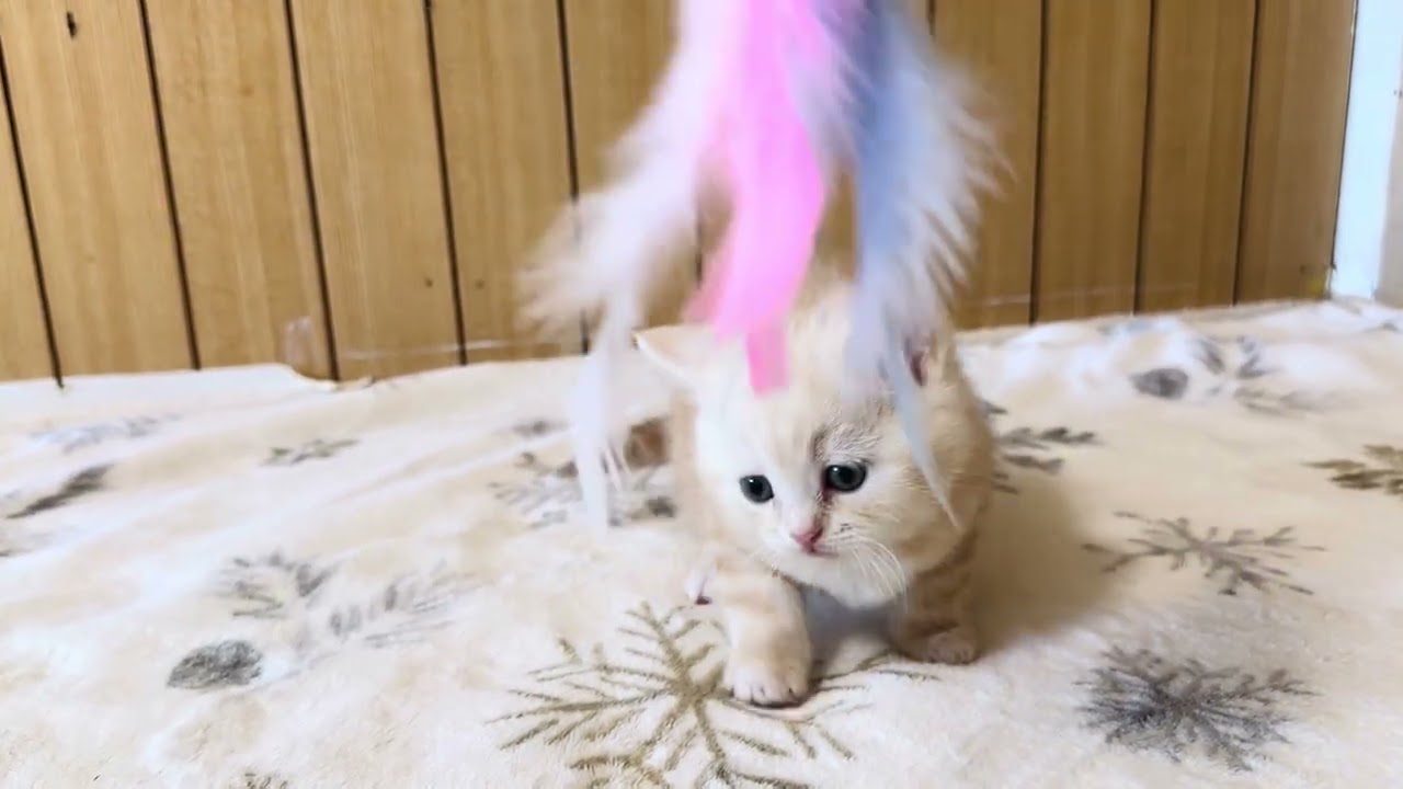 マンチカン　赤ちゃん　11月30日　②長足短毛男の子
