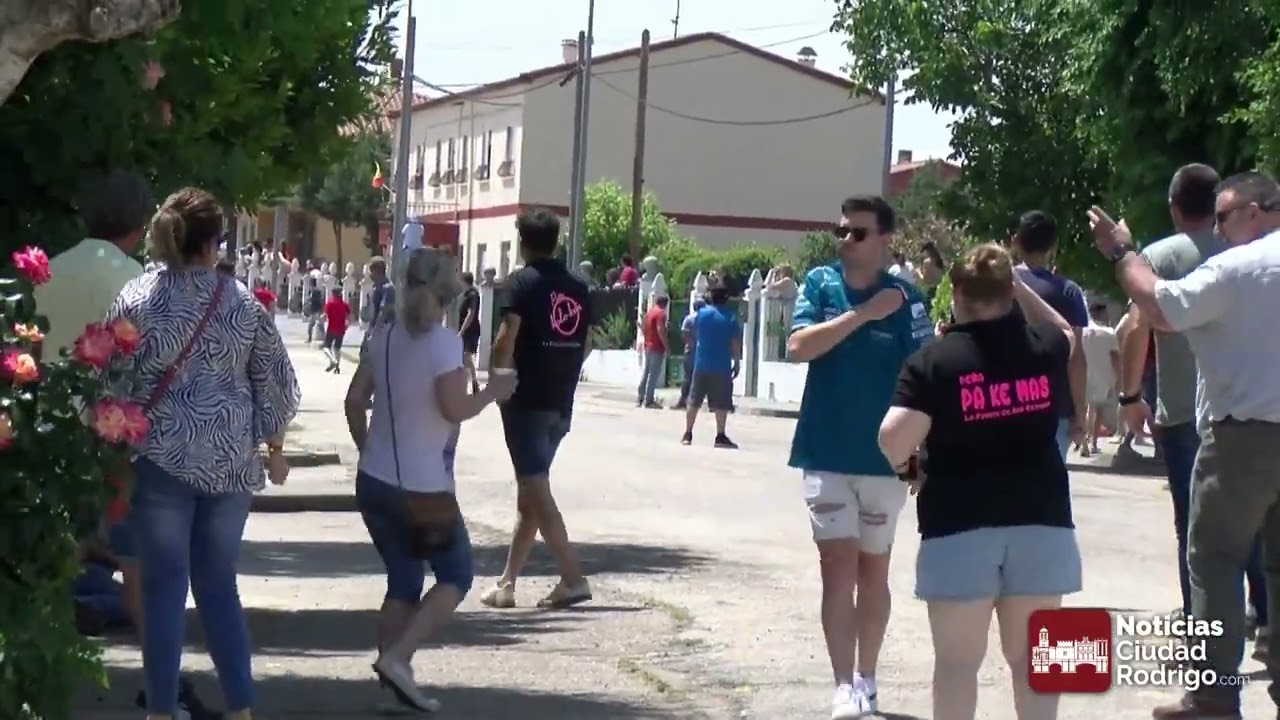 Encierro tradicional del Corpus en La Fuente de San Esteban 2025