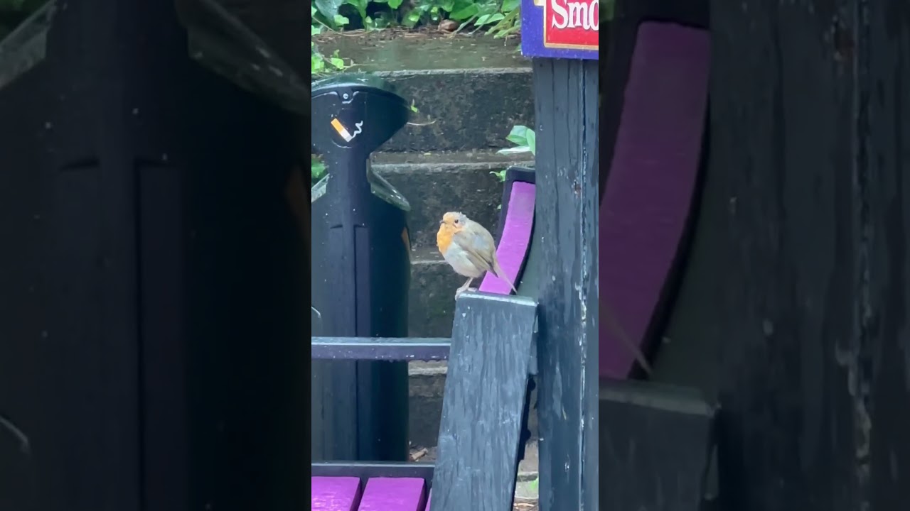 Adorable Robin on the bench #nature #bird #birdlife