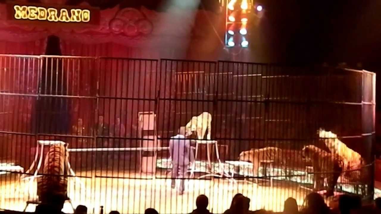 Cirkus Medrano /Tigre