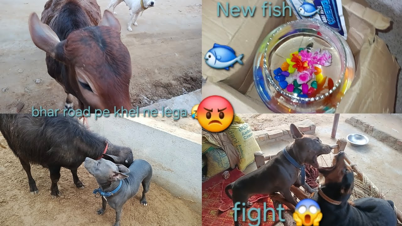 New fish🐟lekr aaye 😍 dolly or Rony ki khel khel me fight 😱#mayankdogsfamily #videos #vlogsvideo 