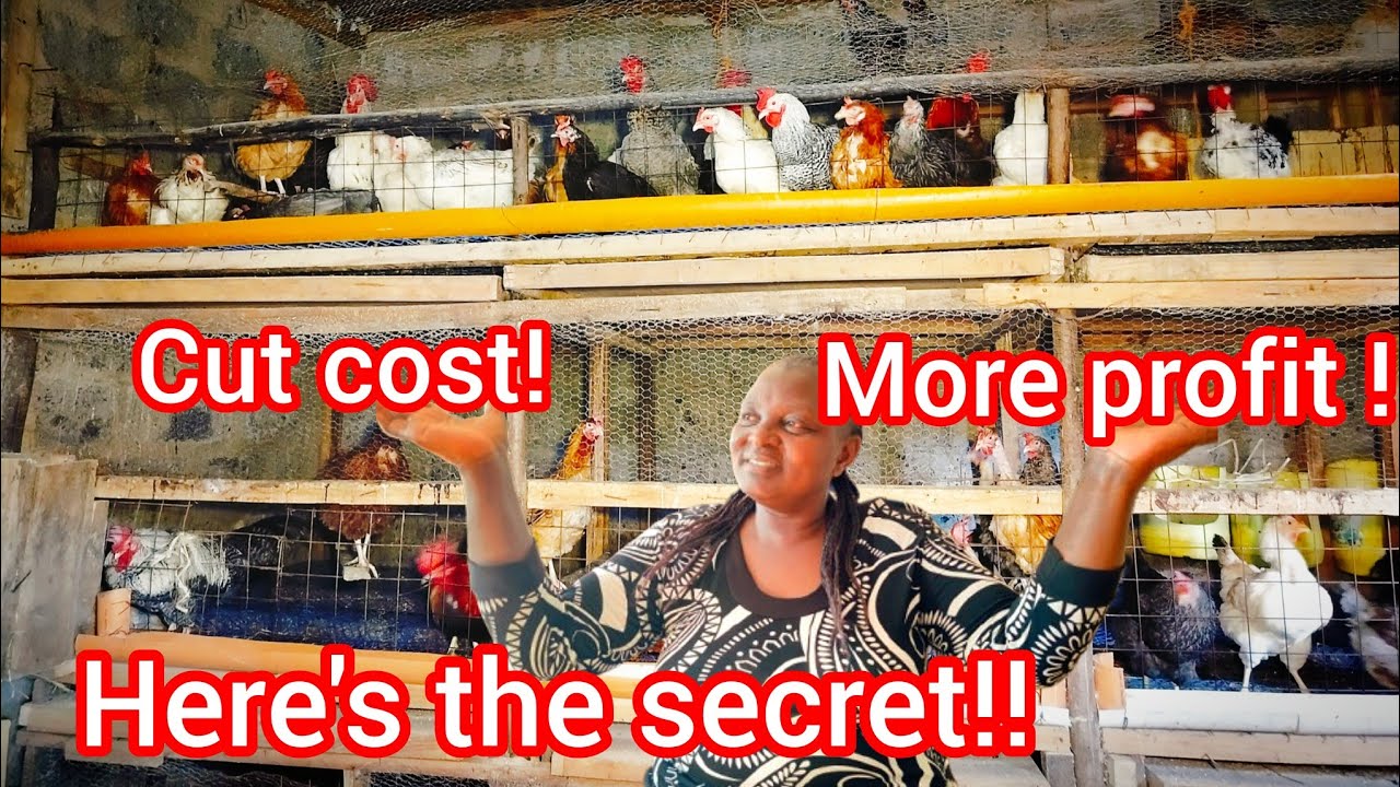 How I cut poultry farming costs by 50% in my poultry farm #farmprofit #budgetfriendly