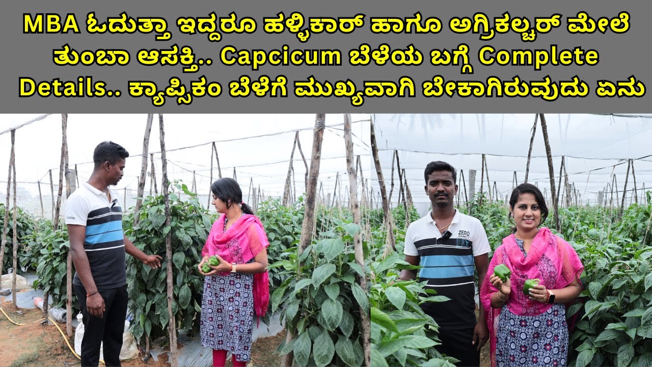 MBA ಓದುತ್ತಿರುವ ಯುವ ರೈತನಿಂದ ಕ್ಯಾಪ್ಸಿಕಂ ಬೆಳೆಯ ಬಗ್ಗೆ Complete Details..Capsicum ಬೆಳೆಯಲ್ಲಿ Profit ಹೇಗೆ ?