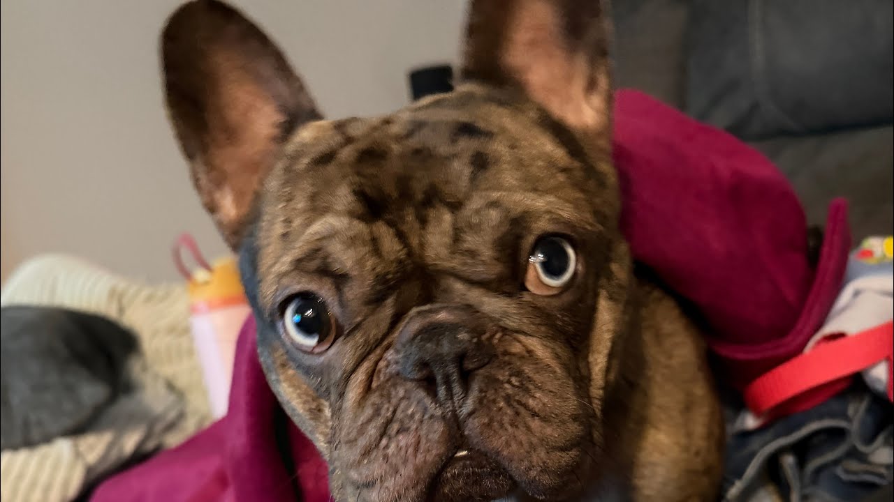 Sirui 20mm lens saved by Gryoflow. 