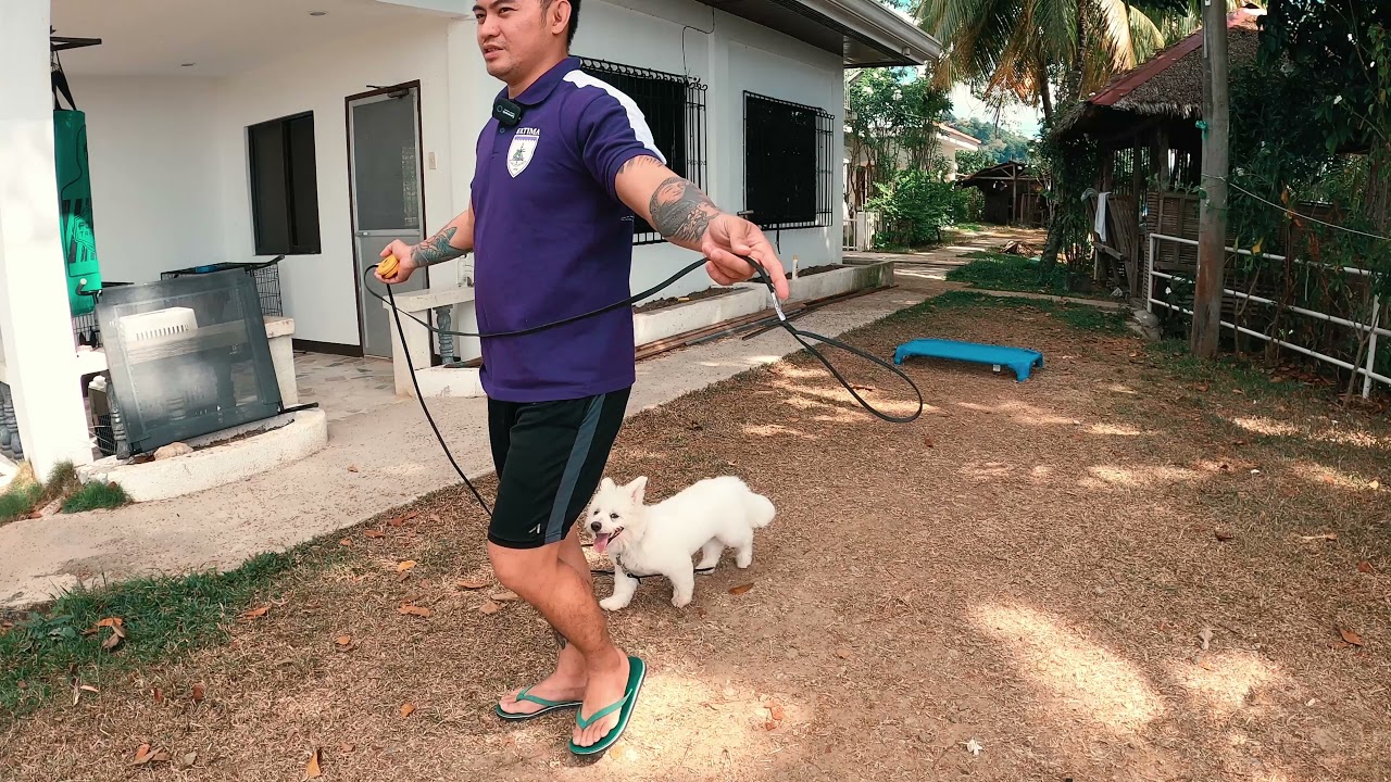 Teaching the E-Collar Recall | Mochi | Dog Trainer Cebu