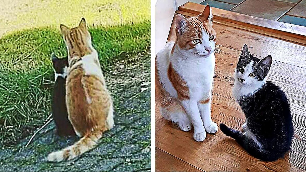 Katze bringt pl&ouml;tzlich eine streunende Katze mit nach Hause...