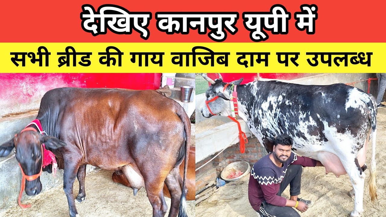 देखिए कानपुर में साहीवाल व क्रास ब्रीड गाय ,hf and jarssi बिक्री के लिए  | govind rajpoot dairy