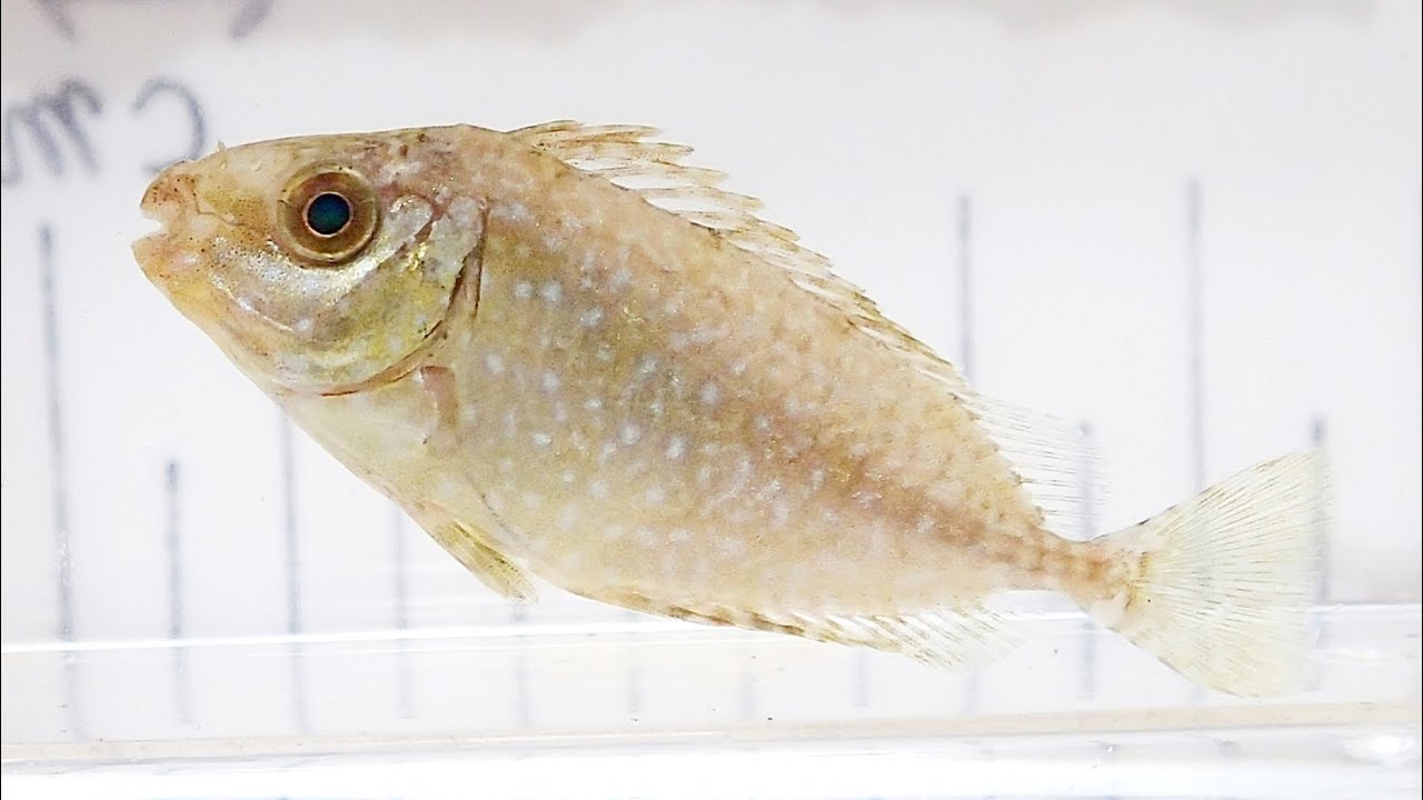 アイゴ Siganus fuscescens【浦安水辺の生き物図鑑】