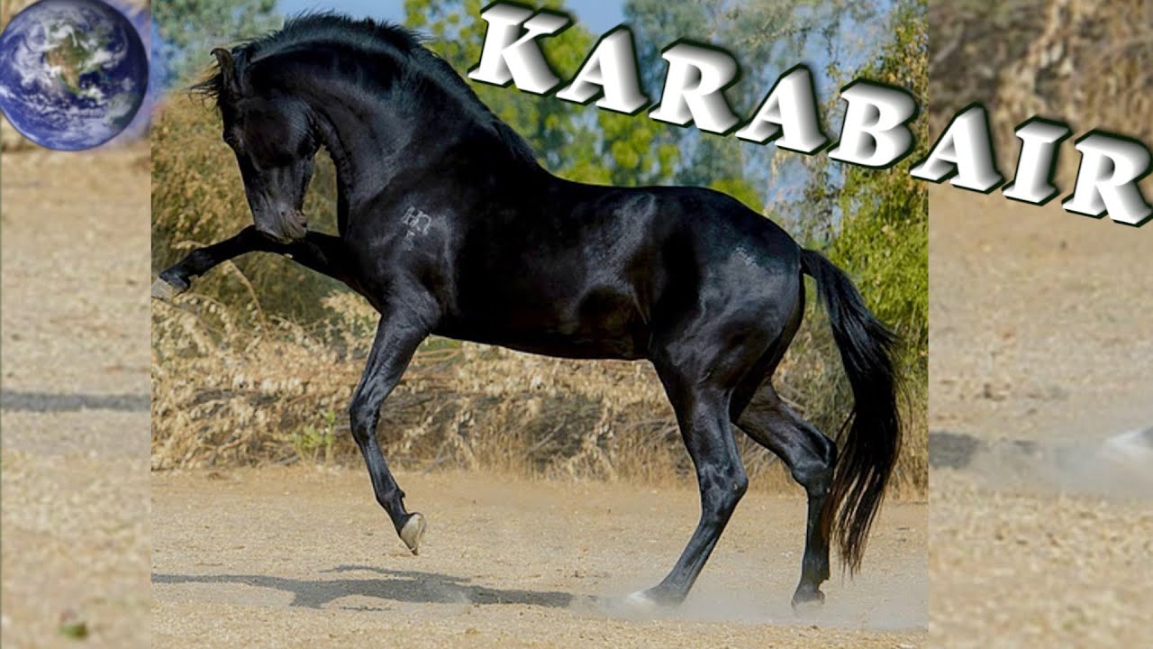 TOP Beautiful Karabair Horse in the World!