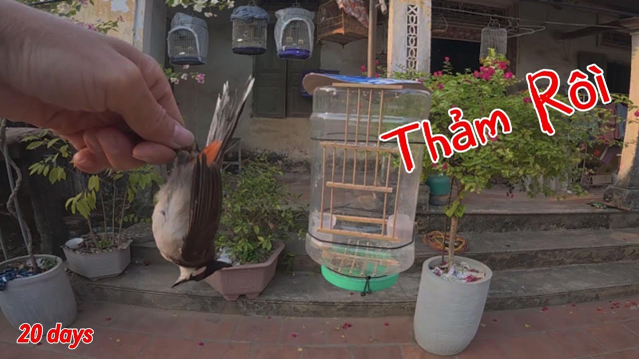 20 Ngày Thuần Chào Mào Bằng Lồng ' SIÊU TỐC' ... Cái Kết Th.ảm | Yêu Chim Cảnh