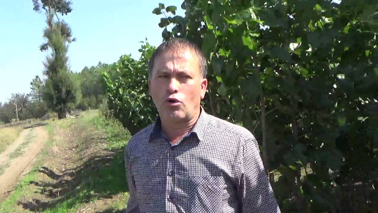 Fidancılık
