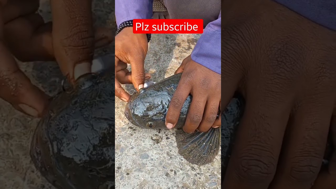 spoon loor par maral fish ka shikar #fishing #shortvideo #viral @KaalFisher @Tunafishtim